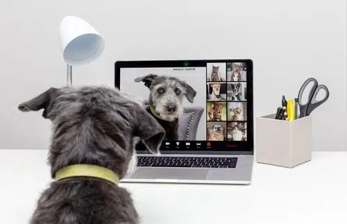 pet dog using modern technology to join a zoom video call