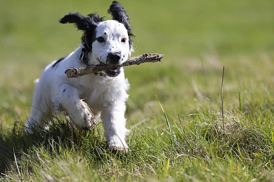 This pooch is burning up excess energy and learning skills through puppy play.