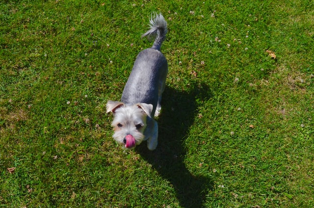 This pup is learning the shadow game.