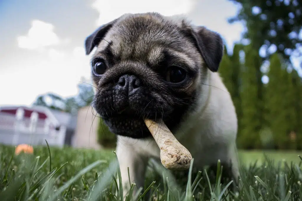 This pup has found a hidden treat.