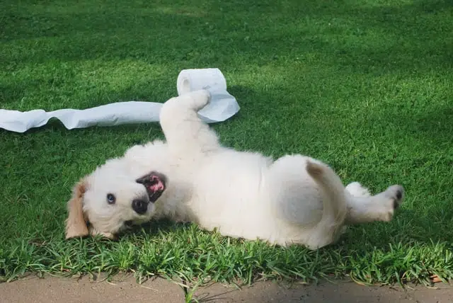 This puppy is house trained and its owner has purchased a PD dog insurance plan.