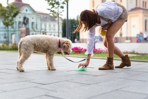 This pet parent has brought her puppy poop etiquette kit with and is safely removing her puppy's poop.