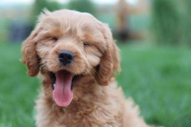 This puppy has a puppy proofed garden with no chemical fertilisers.