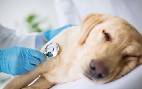 Putting a Pet to Sleep: When is Euthanasia Humane?
