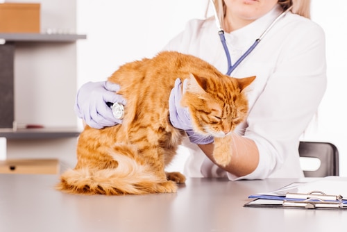 Pet insurance myths are not shared by this vet who is putting a pet to sleep