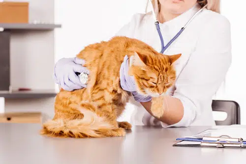 Pet insurance myths are not shared by this vet who is putting a pet to sleep