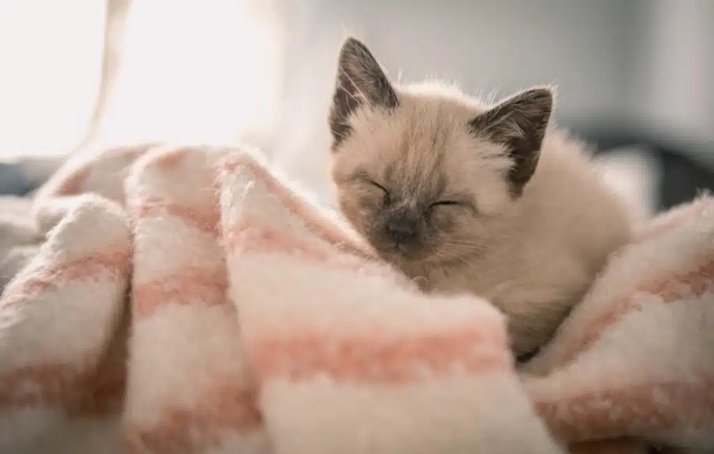 Siamese kitten lies on pink blanket.
