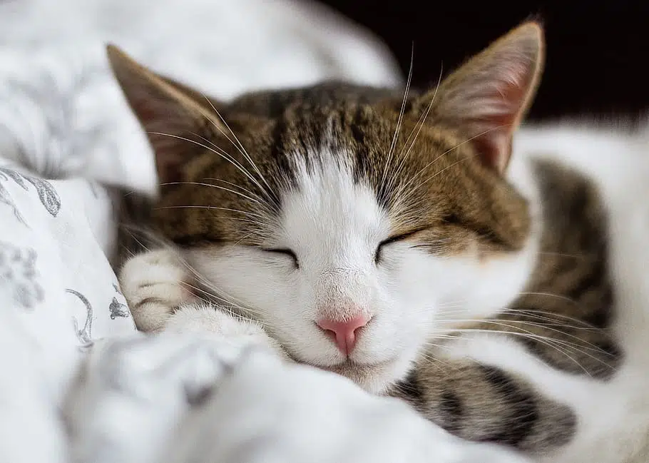 This cat is purring, and purr frequencies happen to correspond to vibrational/electrical frequencies used to treat many painful conditions.