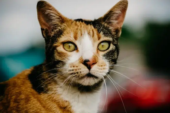 This kitty cat follows her owner because it gives her a sense of security.