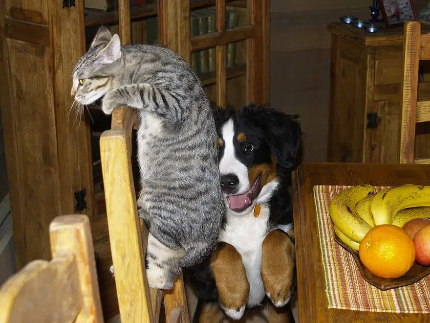 Sometimes cats and dogs fight because of a personality mismatch, like these two where one wants privacy and the other cuddles.