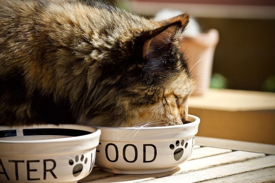 This cat has a separate feeding station to keep cat and dog from fighting over dinner. 