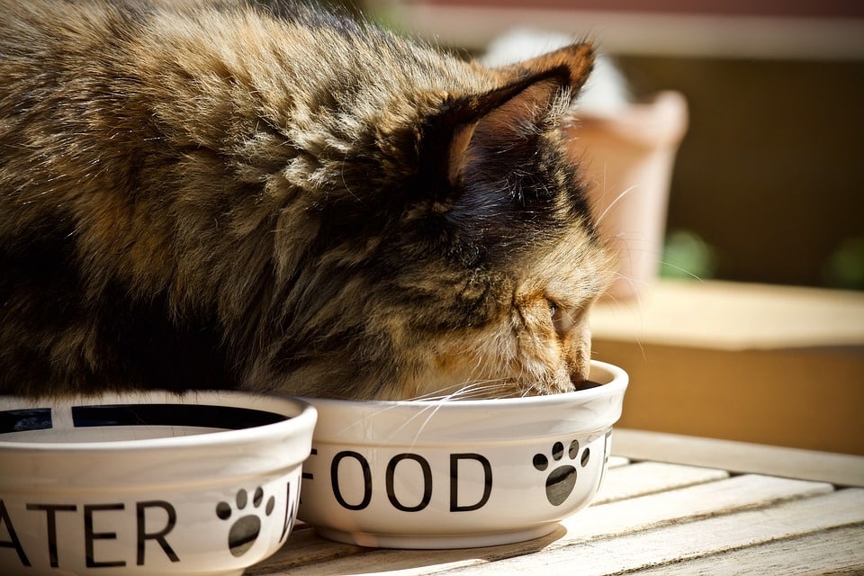 This cat has a separate feeding station to keep cat and dog from fighting over dinner.