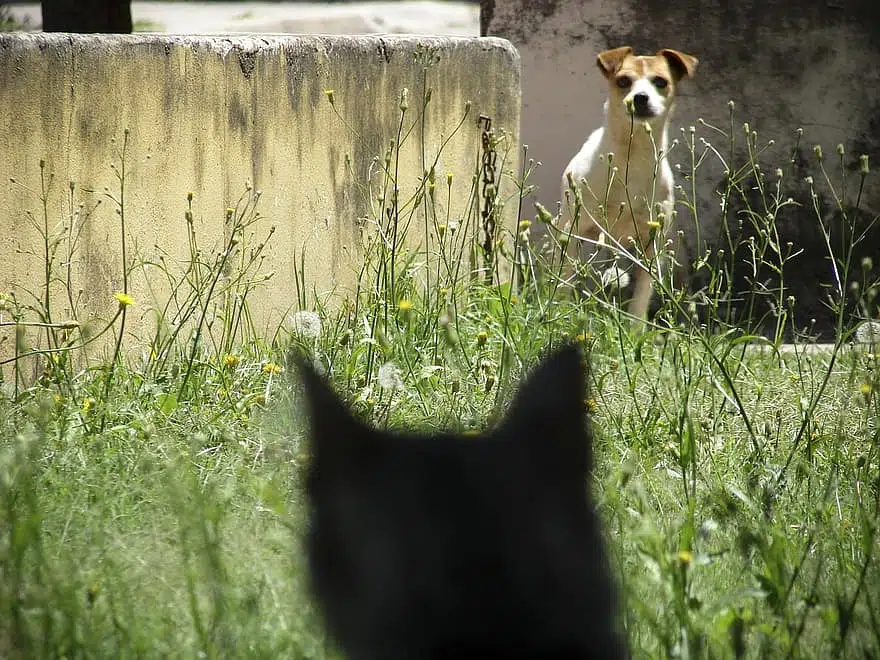 Cats and dogs fight for a bunch of reasons - this cat and dog have not been properly socialised,