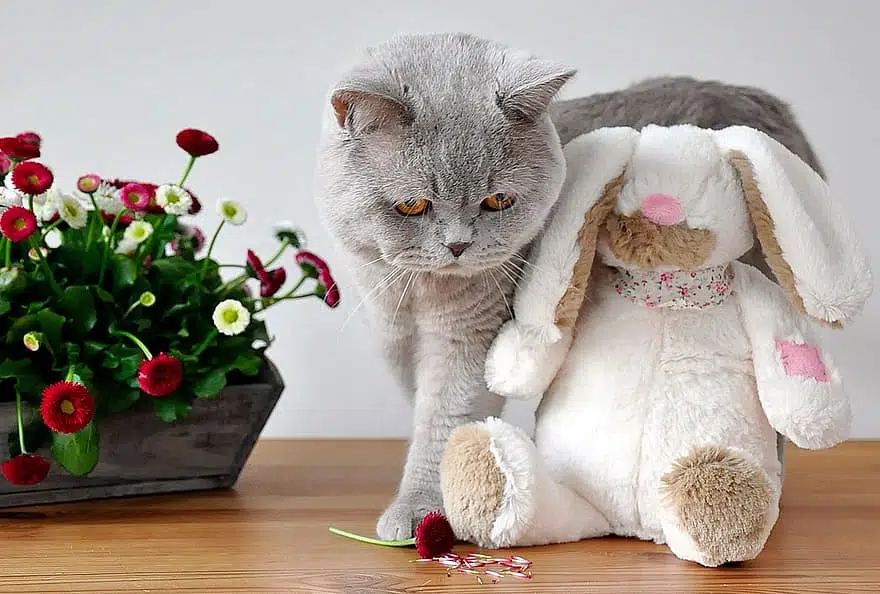 cat and dog photography is easier with easter props. This grey cat is photographed with an easter bunny toy