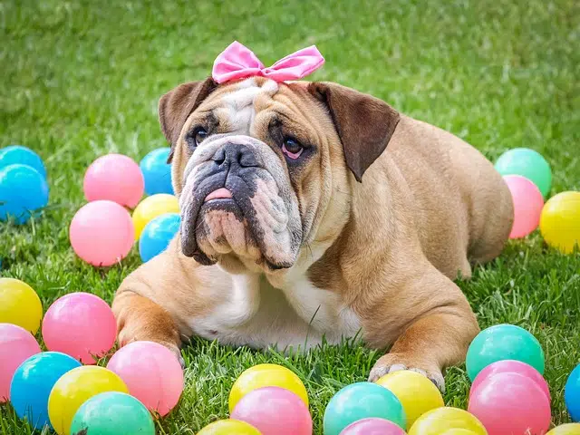 this bull dog photography shoot uses easter balls and bows