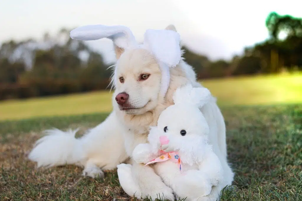 dog photography for easter - shepherd with bunny ears on