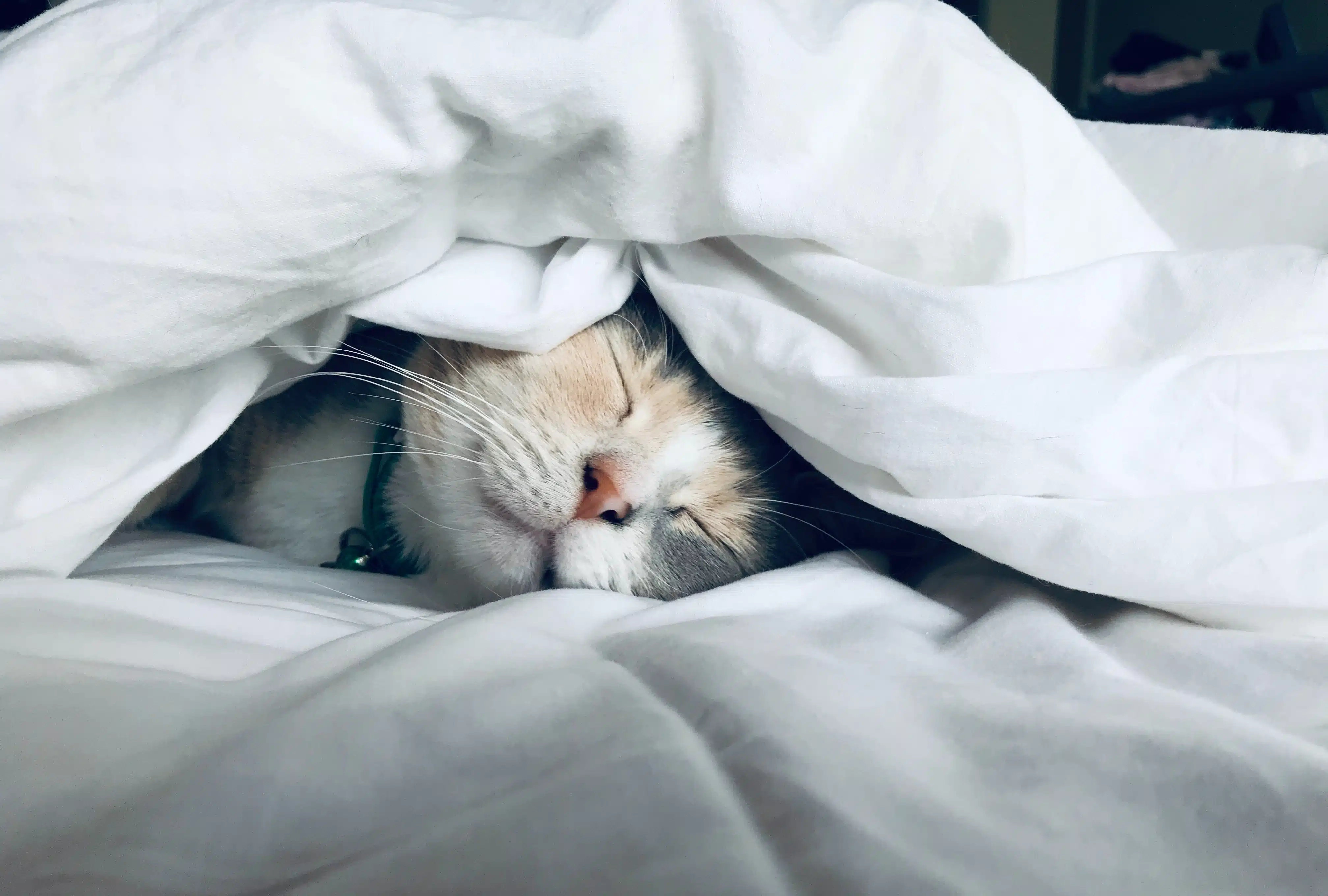 A cat sleeps under a duvet on a white bed.
