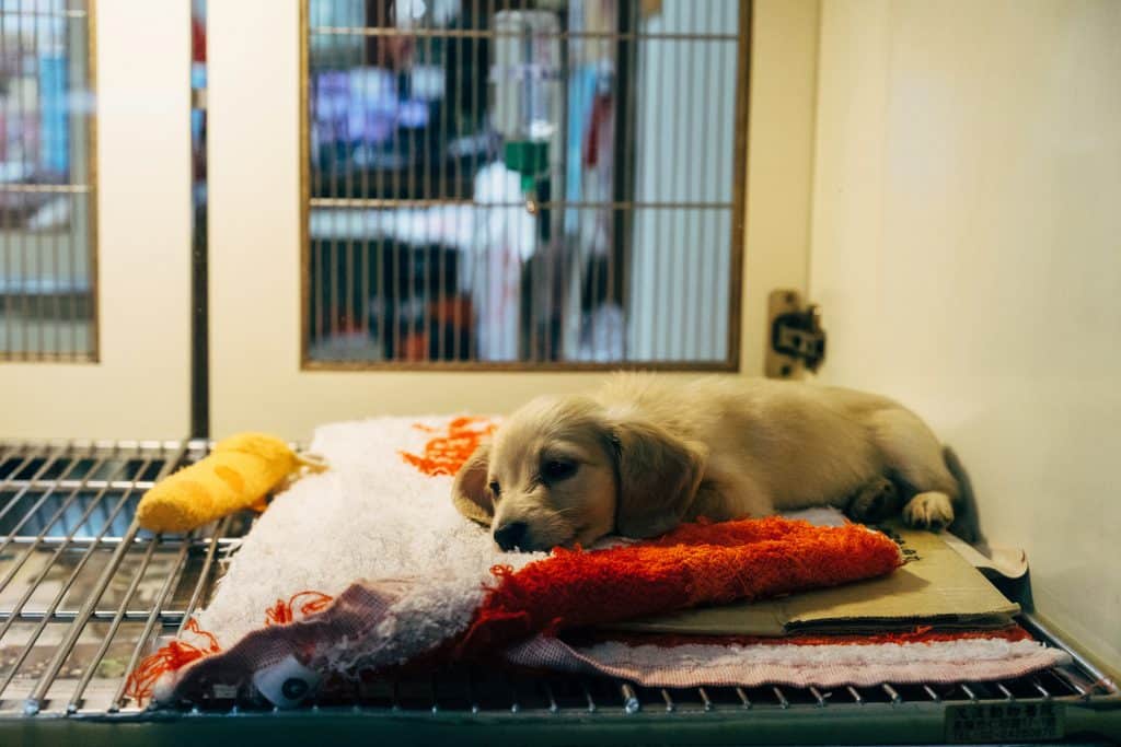 this sick golden dog at the vet might have suffered from chocolate toxicity