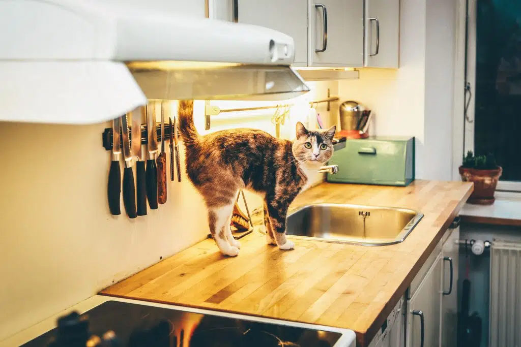 dogs are more likely to suffer from chocolate toxicity as they are more curious but this tabby cat on the kitchen counter might be looking for food 