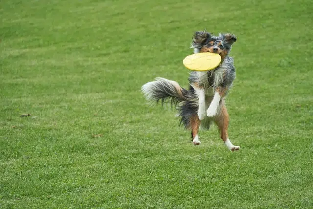 an australian shepherd dog getting exercise by playing frisbee