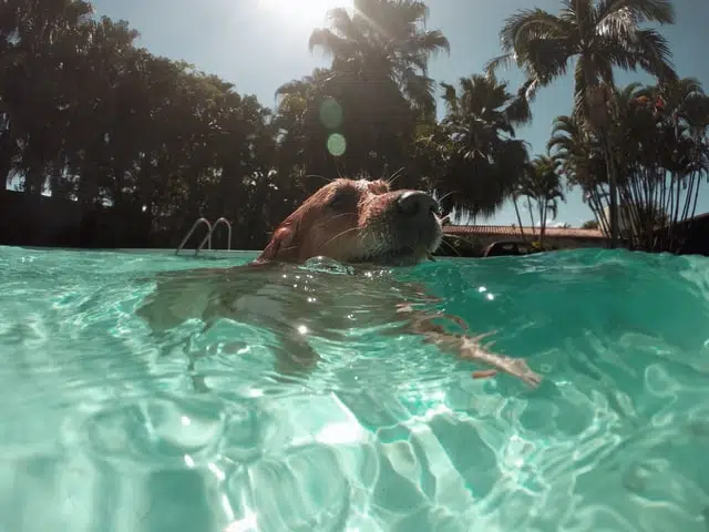 golden retriever dog getting exercise by swimming in a pool 