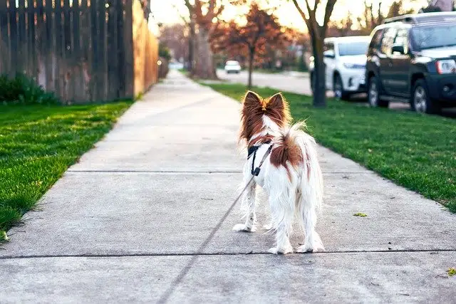 this white and brown collie dog is waiting on the pavement to get exercise by going on a walk
