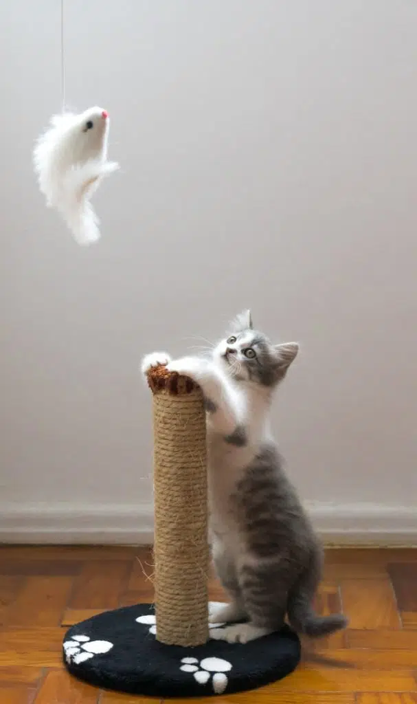 this grey kitten is using a scratching post instead of furniture because its owner know how to stop a cat scratching valuables