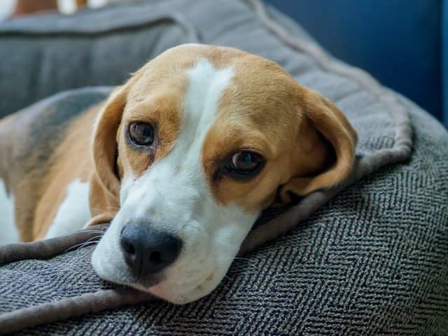 beagle lying on couch - one of the kindest dogs for families
