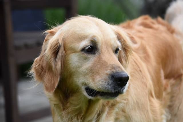old golden retriever which is another of the kindest dog breeds around