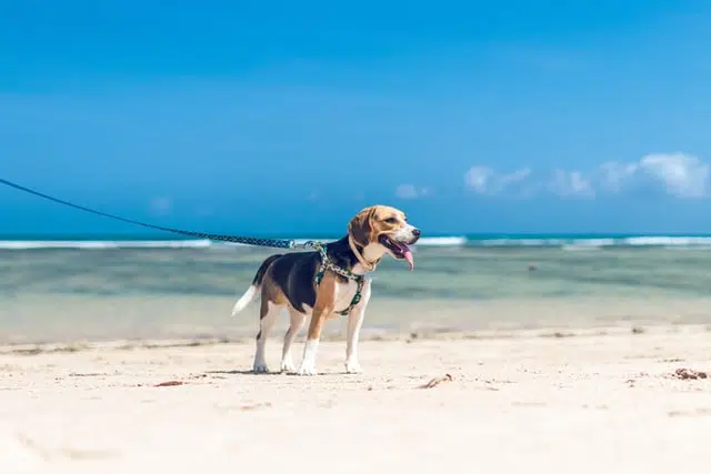 a beagle is one of the kindest dog breeds