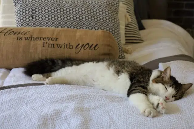 this cat might have been left alone but is happy on the bed