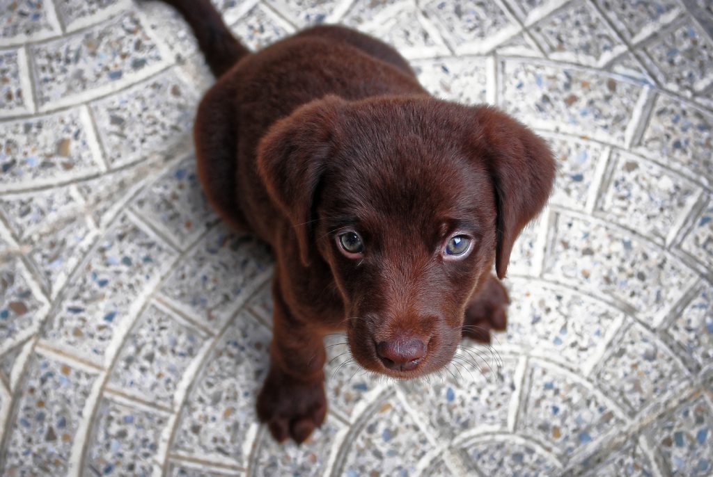 The coat of a Labrador Retriever can be yellow, black and chocolate.