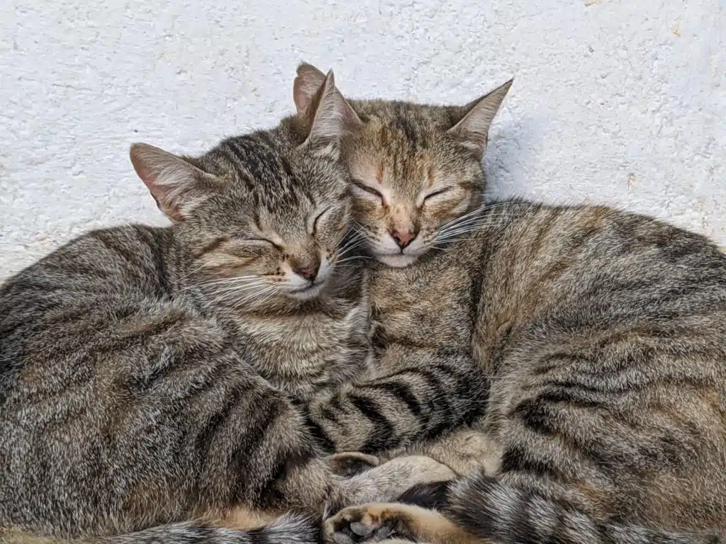 Tabby cats fall asleep on each other.