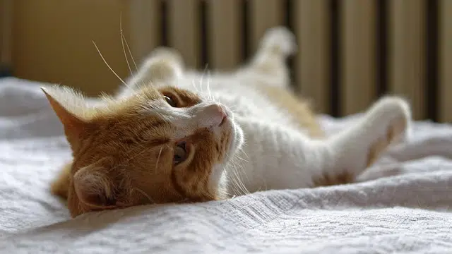 this ginger and white cat's parents have a relaxed pet parenting style as you can see from him lying on the bed