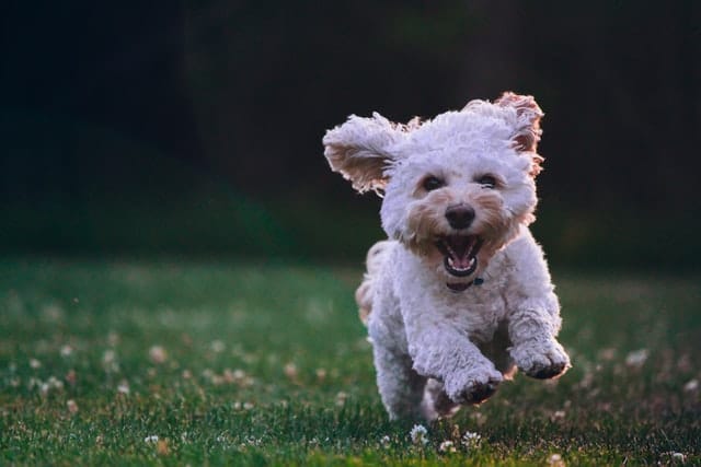 this small white puppy is having fun on the grass. His pet parents have raised a happy dog