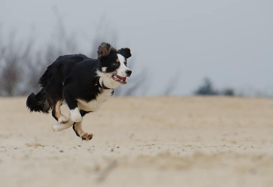 A sheepdog runs fast, showing skill and agility