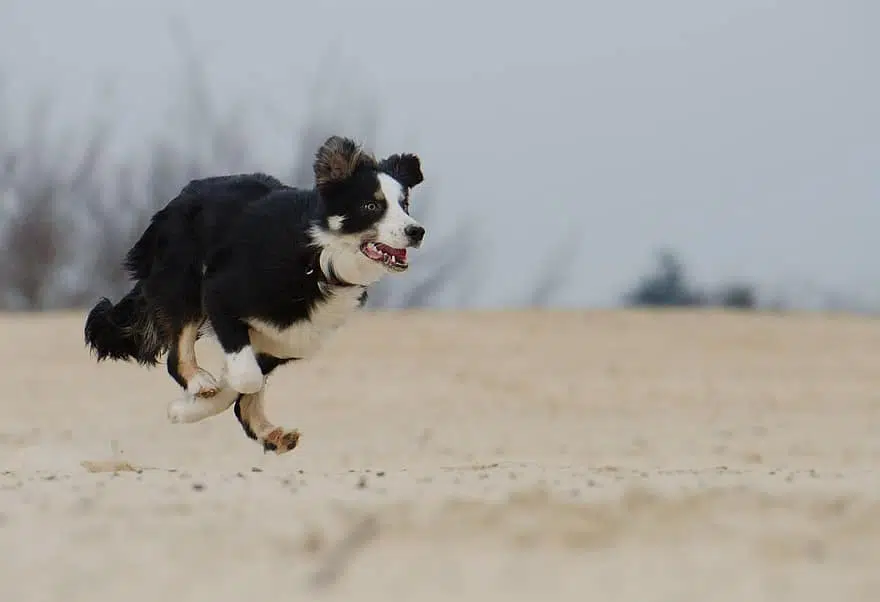 A sheepdog runs fast, showing skill and agility