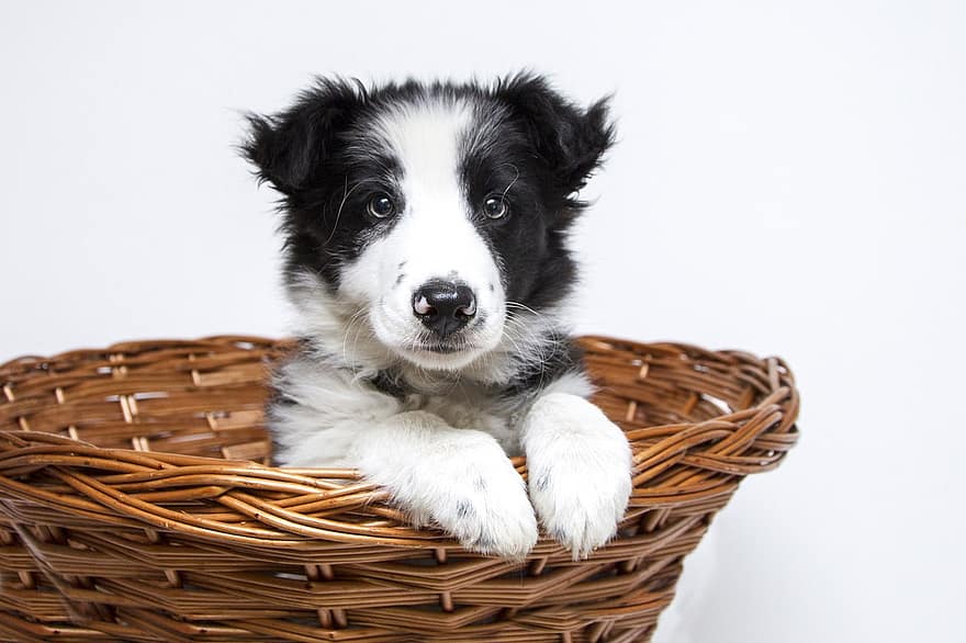 A Border Collie puppy sits cutely in a grass basket