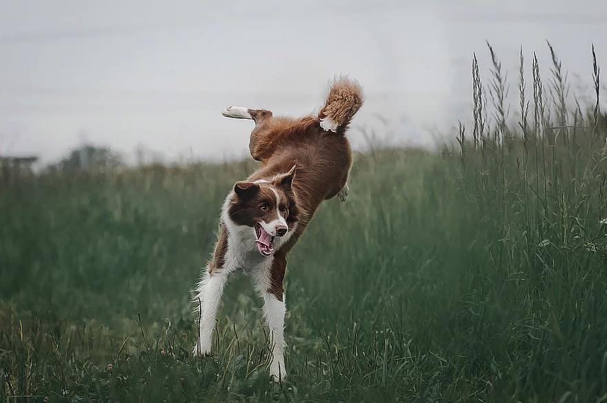 The Border Collie can change direction and continue running at great speeds.