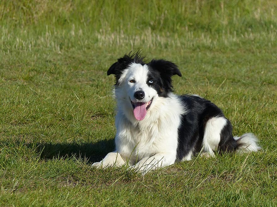 This is the Border Collie, Australia's fourth favourite dog right now.