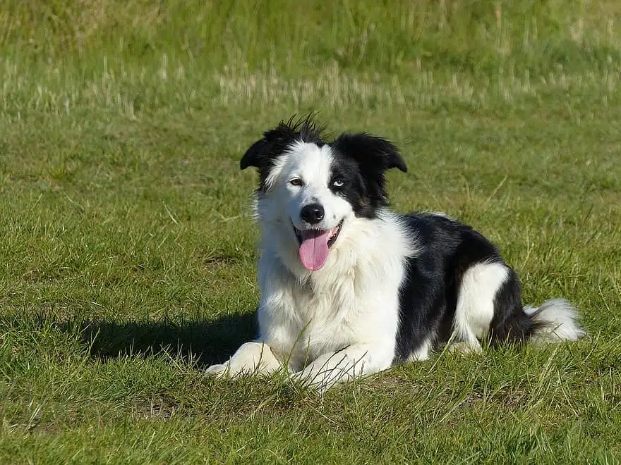 Top Quality Border Collies