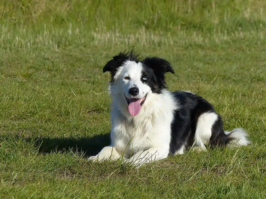 Border Collies: 5 Reasons We Love Them