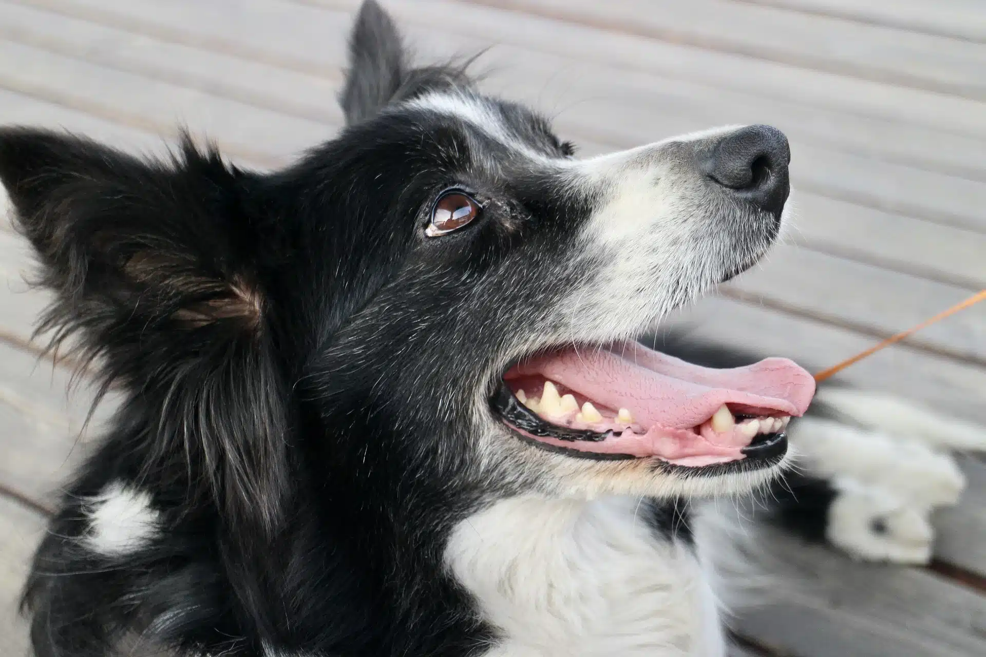 This is the Border Collie, one of Australia's favourite dogs right now.