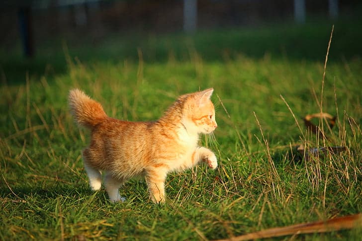 When you cat puffs their tail they're saying “I’m scared and I’m trying to look big and tough… and I’m getting ready to pounce if needs be”