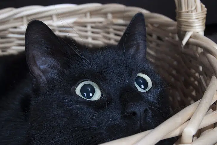 Another shared cat-human trait, dilated pupils show excitement. Although if this is paired with growling or hissing, then it can represent high alert defensive behaviour.