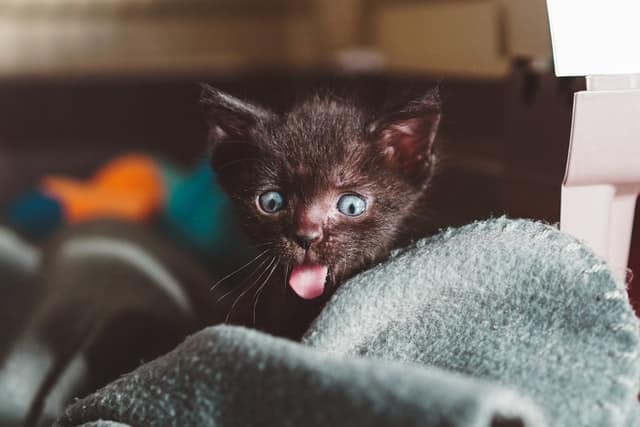 Understand this cat and find out all about cat body language here.