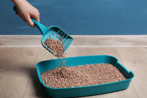 train your kitten to use a litter box with a shallow one like this initially