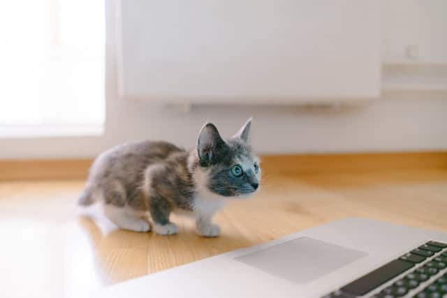 Straight up pointy ears mean something has your cat’s attention and he or she’s listening attentively to work out what it is.