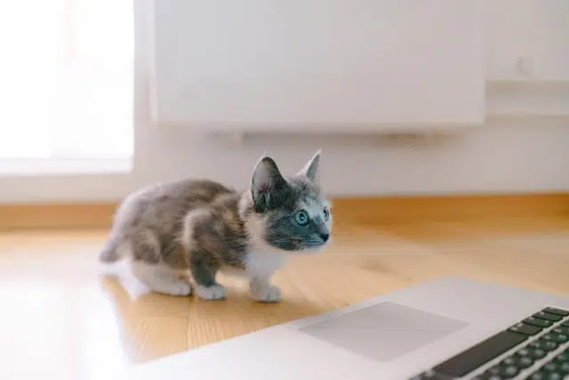 Straight up pointy ears mean something has your cat’s attention and he or she’s listening attentively to work out what it is.