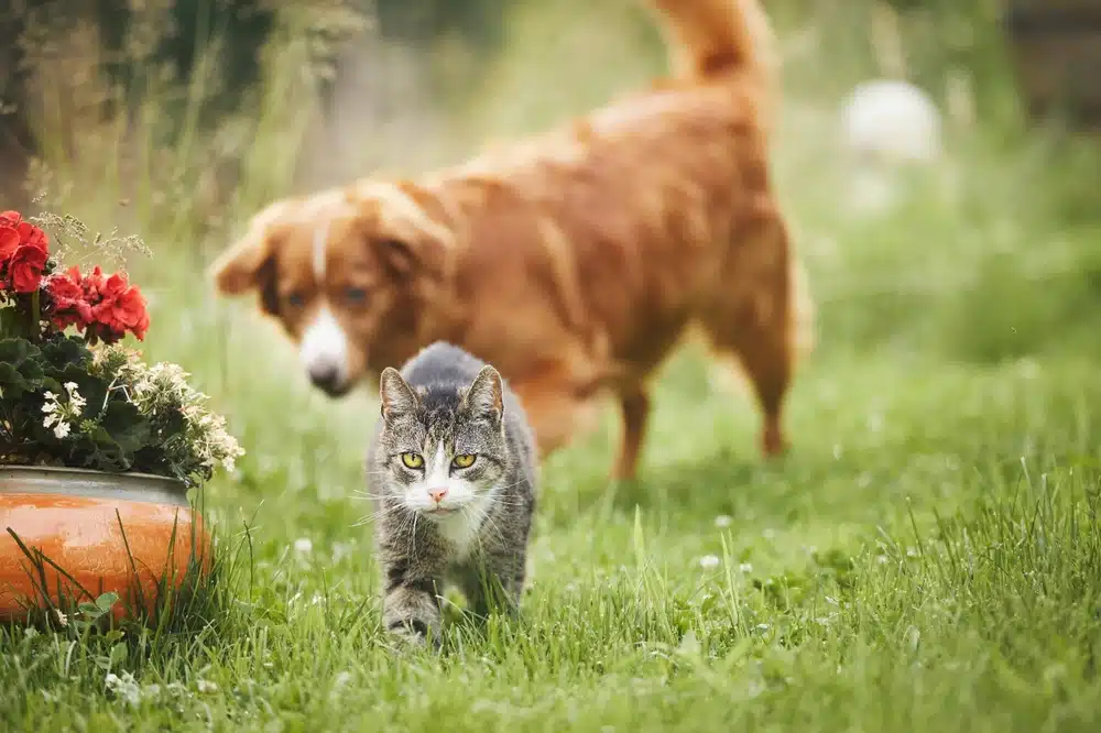 A gray tabby cat walks through grass in a garden, with a brown dog behind it and red flowers in a pot to the left—be cautious, as some plants that are toxic to pets may be found here.